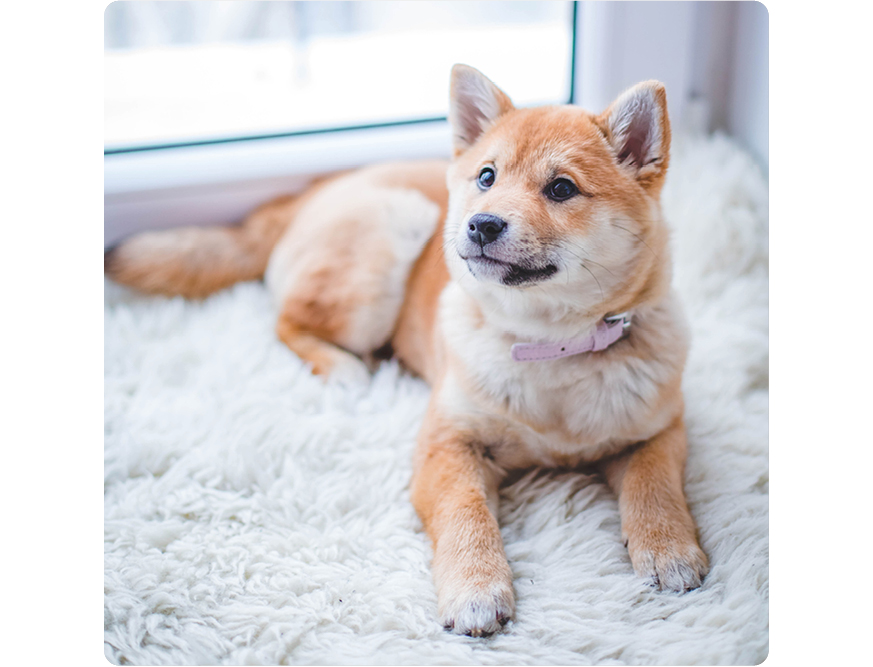 air purifier for pet hair