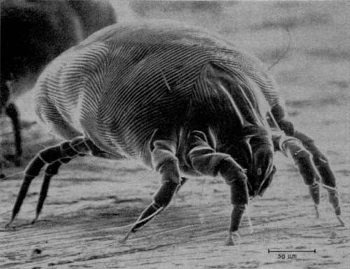 De impact van huisstofmijt allergie symptomen en kunnen luchtreinigers helpen?
